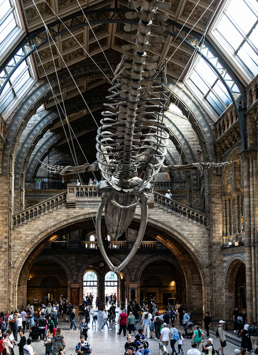 The grand hall of the Natural History Museum in London