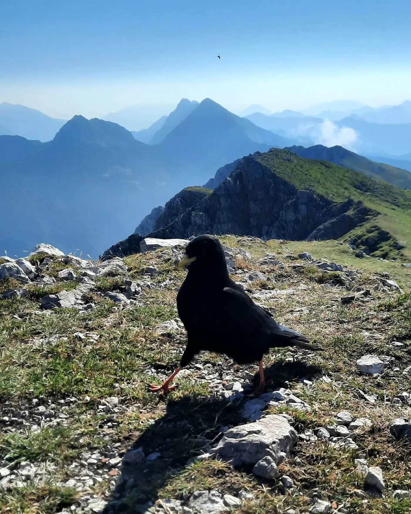 Alpine chough on the summit of Begunjščica, Karavanks, Slovenia
