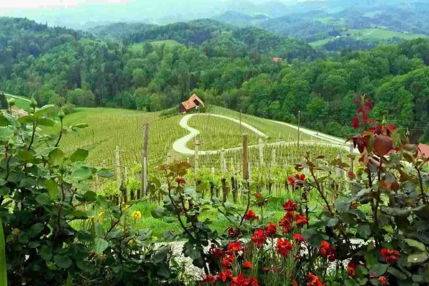 Valoviti vinogradi Slovenskih goric z vijugasto cesto in majhno vinsko hišo med zelenimi griči.